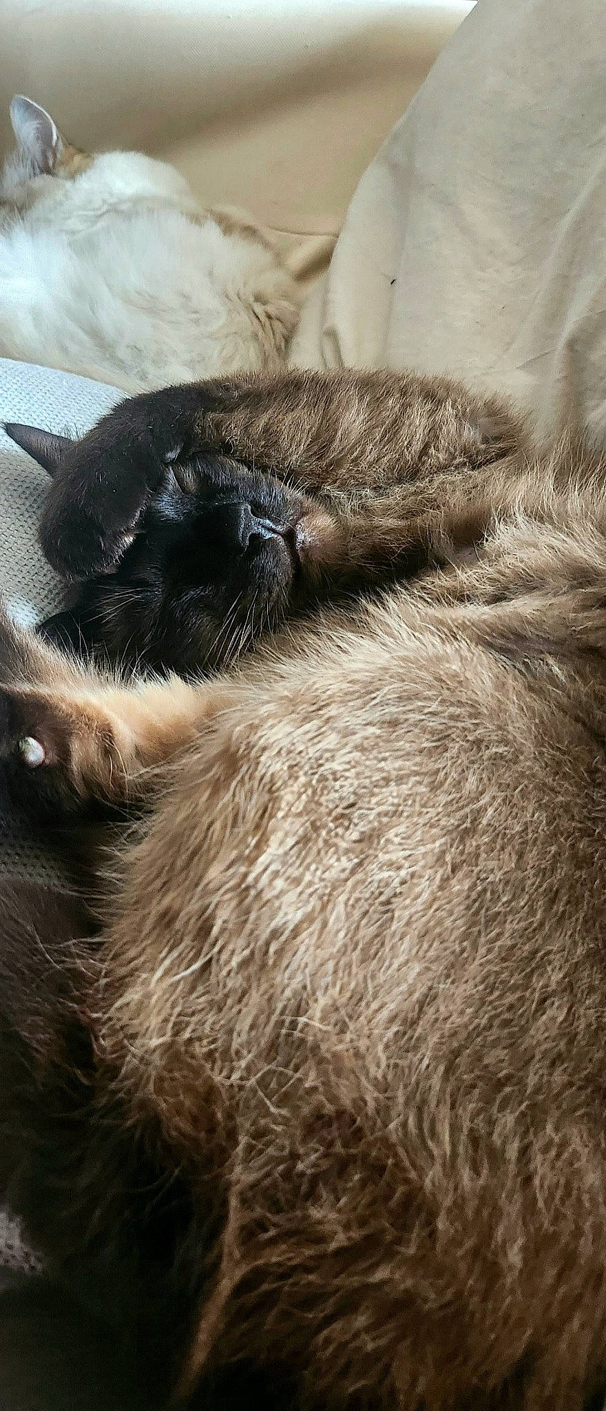 Sergueï participe au concours pour gagner de l'argent avec cette photo : carnivore, cat, claw, close_up, comfort, dog_breed, felidae, fur, liver, nap, natural_material, paw, small_to_medium_sized_cats, snout, sporting_group, tail, terrestrial_animal, whiskers, working_animal