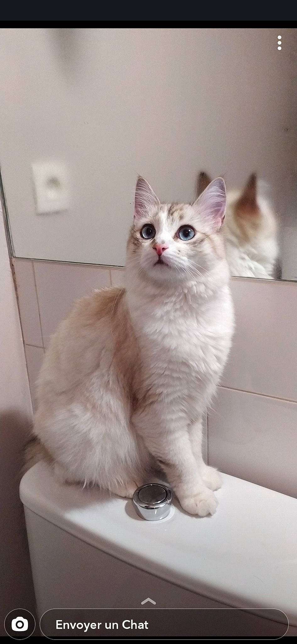 Nina a rejoint le concours — aidez-le/la à gagner de superbes lots ! carnivore, cat, claw, comfort, domestic_short_haired_cat, eye, felidae, fur, light_switch, paw, small_to_medium_sized_cats, snout, tail, wall_plate, wall_socket, whiskers, window