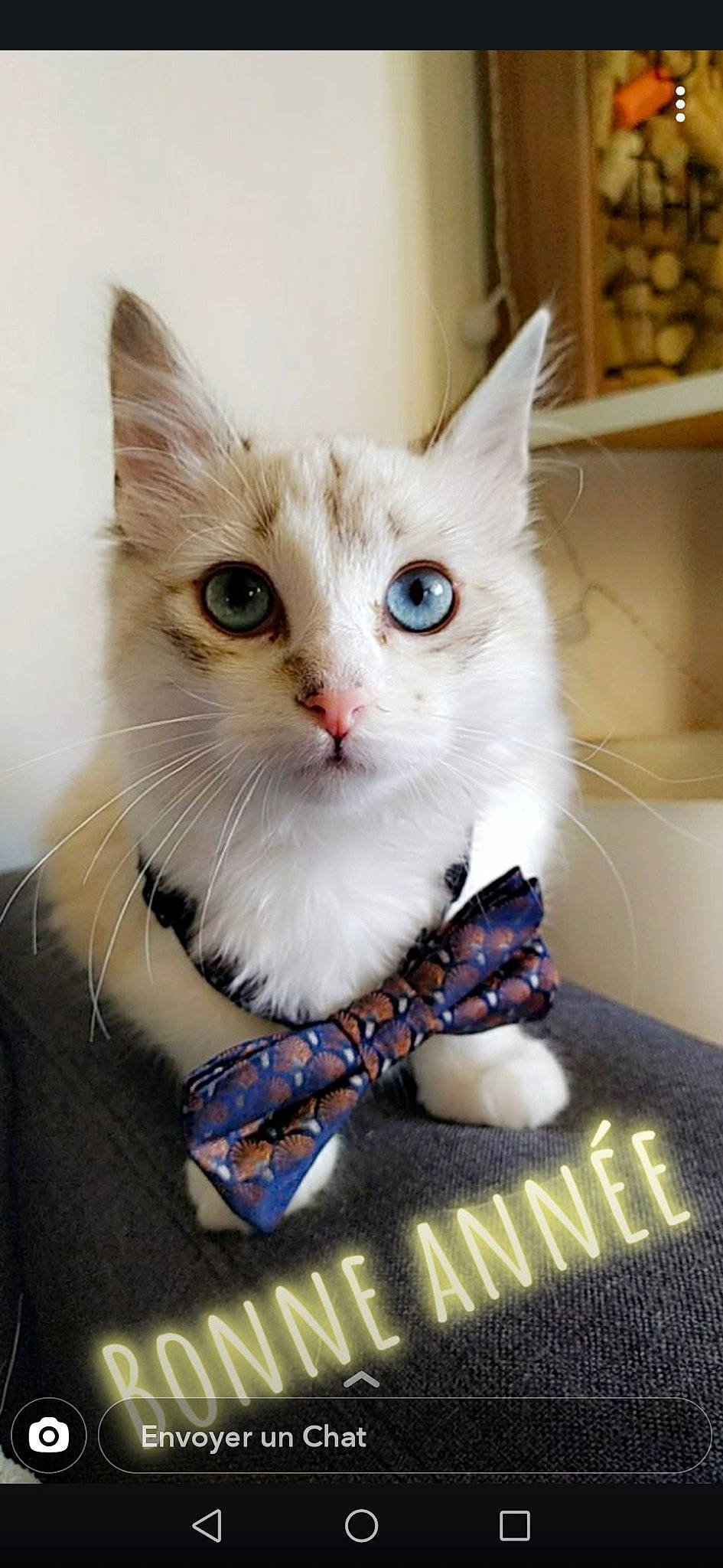 Nina a rejoint le concours — aidez-le/la à gagner de superbes lots ! box, carnivore, cat, cat_supply, collar, domestic_short_haired_cat, fawn, felidae, fur, iris, paw, pet_supply, photo_caption, small_to_medium_sized_cats, snout, whiskers