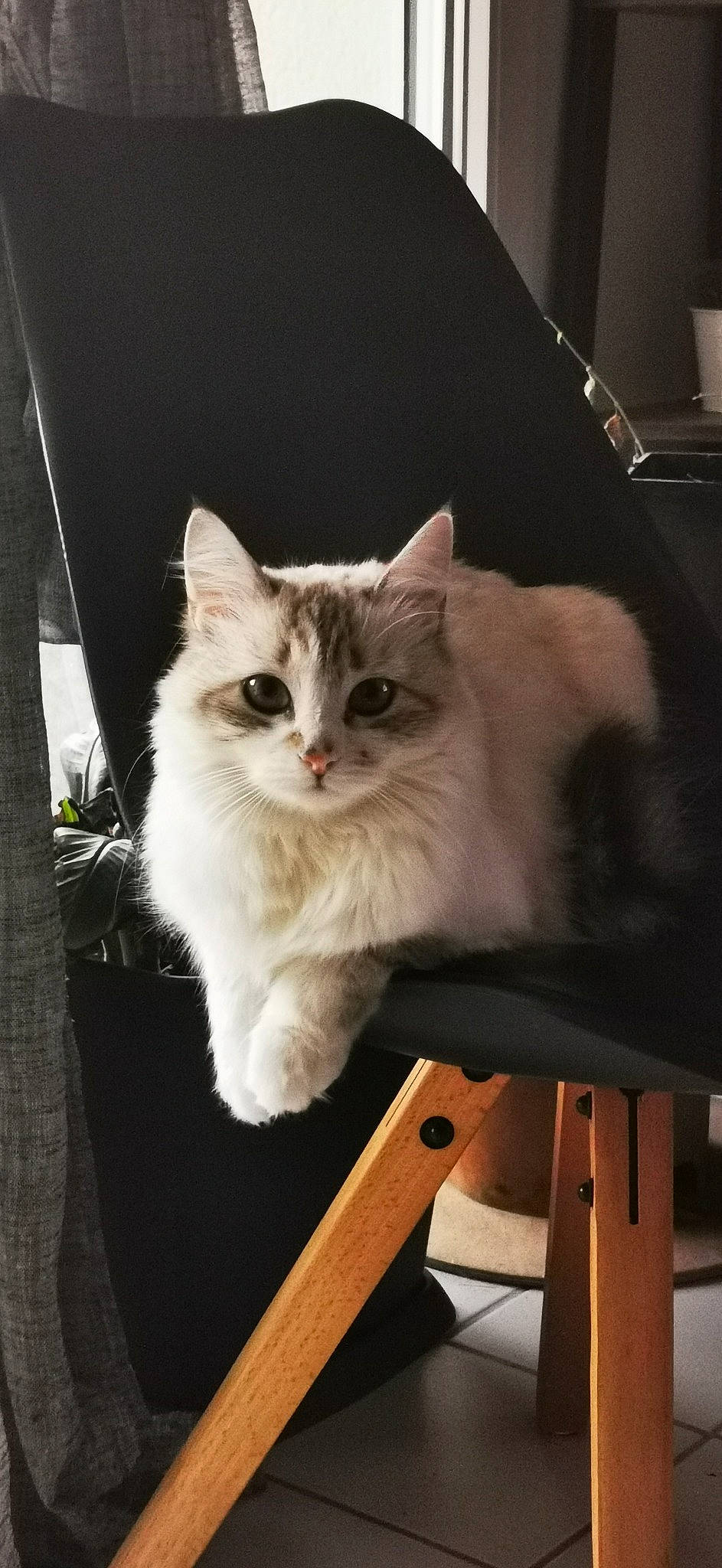 Nina participe au concours pour gagner de l'argent avec cette photo : carnivore, cat, domestic_short_haired_cat, fawn, felidae, fur, hardwood, paw, sitting, small_to_medium_sized_cats, tail, whiskers, wood