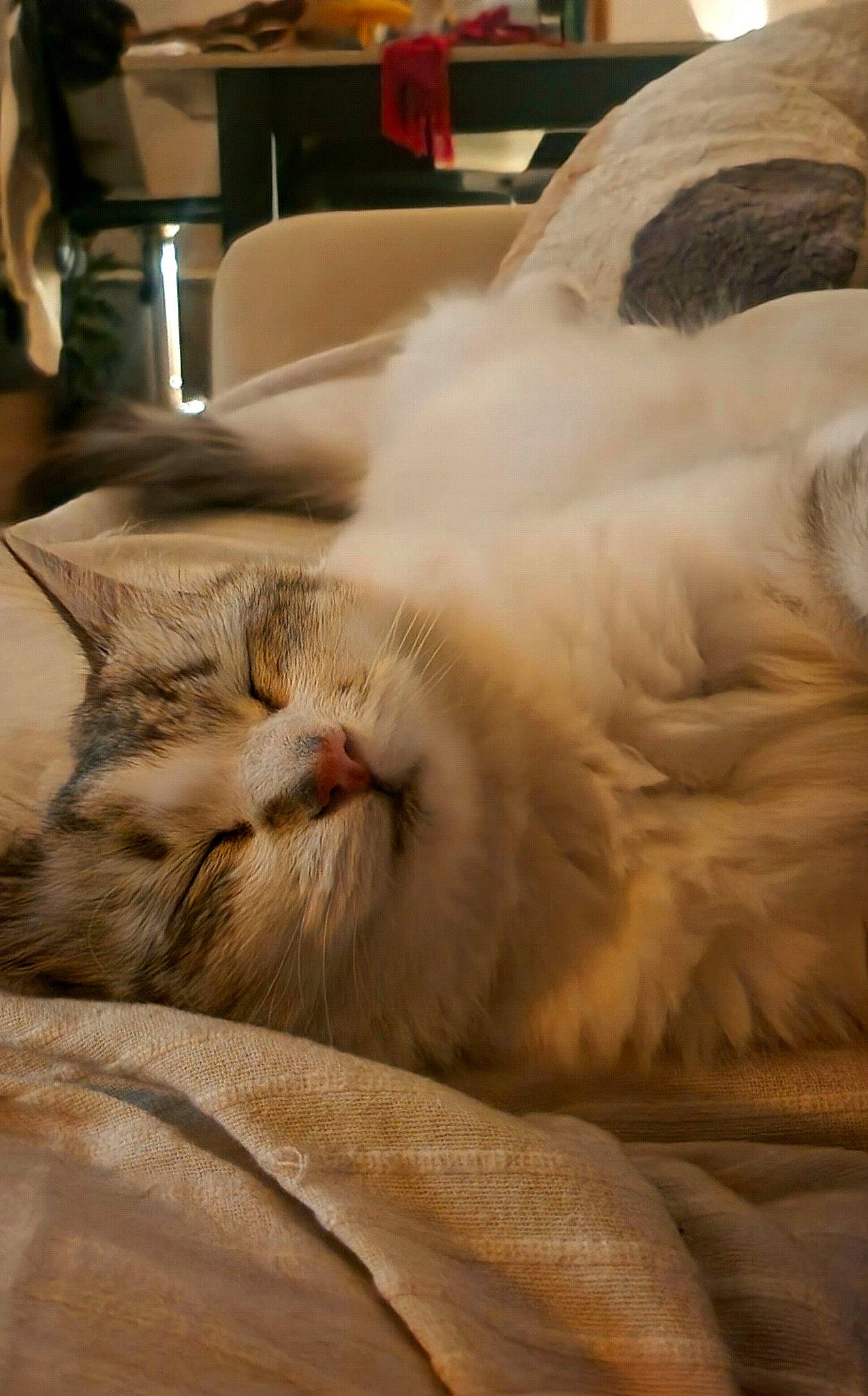 Nina participe au concours pour gagner de l'argent avec cette photo : bed, bedding, carnivore, cat, claw, comfort, domestic_short_haired_cat, fawn, felidae, fur, linens, nap, paw, sleep, small_to_medium_sized_cats, snout, tail, textile, whiskers, wood