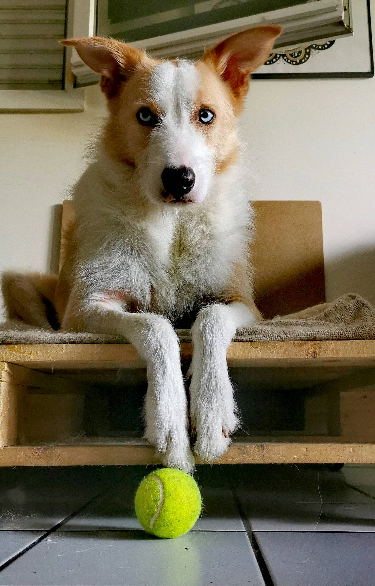 Stan a rejoint le concours — aidez-le/la à gagner de superbes lots ! ancient_dog_breeds, ball, canidae, carnivore, collar, companion_dog, dog, dog_breed, dog_supply, fawn, fur, snout, sporting_group, sports_equipment, tail, tennis_ball, whiskers, wood, working_animal, working_dog