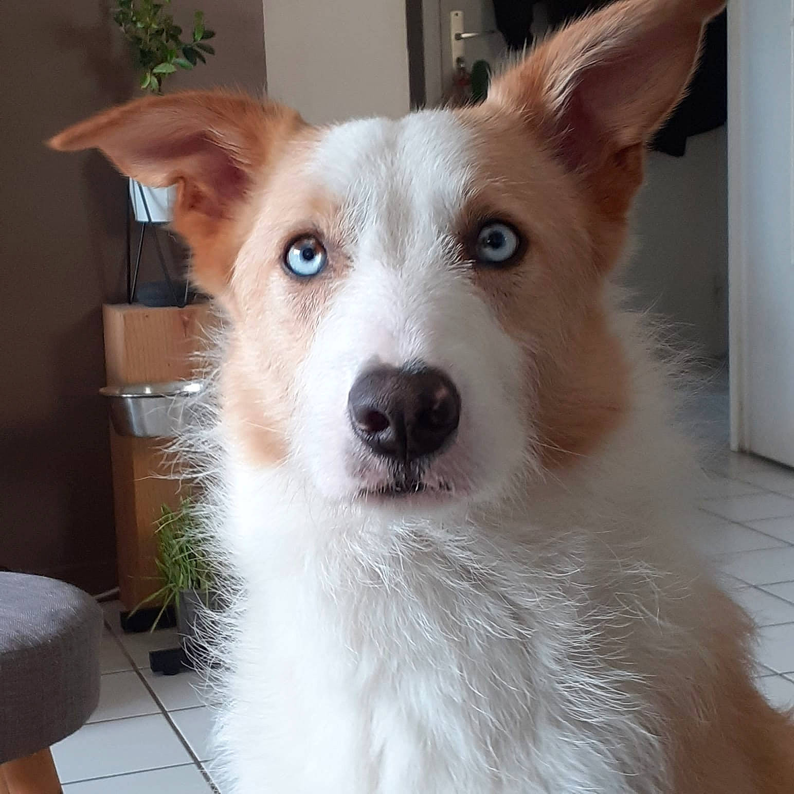 Stan a rejoint le concours — aidez-le/la à gagner de superbes lots ! ancient_dog_breeds, canidae, carnivore, collar, companion_dog, dog, dog_breed, dog_collar, dog_supply, door, eye, fawn, flooring, fur, head, non_sporting_group, snout, sporting_group, whiskers, working_animal