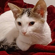 Sol joined the competition — help win amazing prizes! cat, animal, pet, feline, white, tabby, resting, blanket, red, cozy, soft, fur, whiskers, ears, closeup, indoor, cute, relaxed, sleepy, mammal