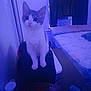 cat, indoor, bedroom, pet, feline, curious, sitting, window, air_conditioner, bed, pillow, curtain, purple_light, furniture, cozy, domestic_animal, resting, animal, cute, fur