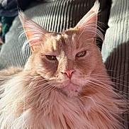 Leo Lay Messi joined the competition — help win amazing prizes! animal, cat, close_up, couch, cozy, ears, fabric, feline, fluffy, home, indoor, long_hair, orange_cat, pet, portrait, relaxed, resting, ribbed_texture, sunlight, whiskers