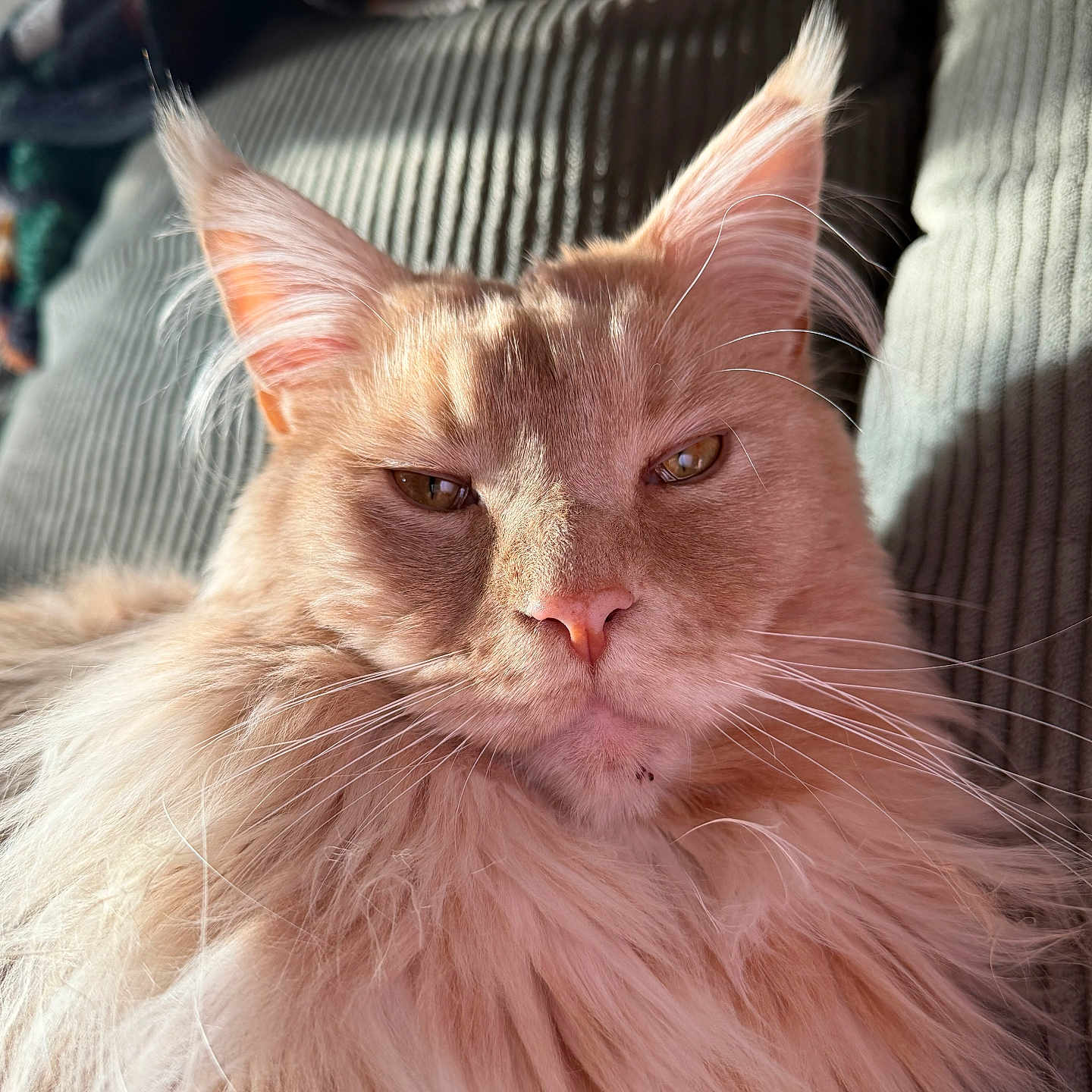 Leo Lay Messi joined the competition — help win amazing prizes! animal, cat, close_up, couch, cozy, ears, fabric, feline, fluffy, home, indoor, long_hair, orange_cat, pet, portrait, relaxed, resting, ribbed_texture, sunlight, whiskers