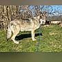 dog, canine, wolf_like, leash, grass, outdoor, nature, blue_sky, bushes, stone_building, rural, pet, animal, alert, standing, daylight, fur, ears, tail, collar