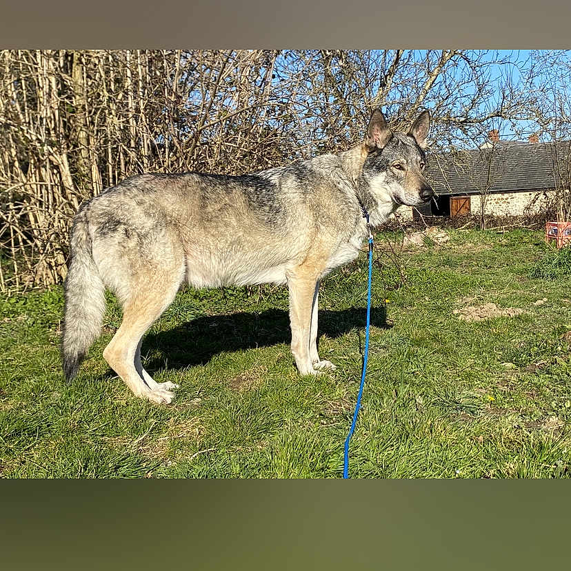 Yuma a rejoint le concours — aidez-le/la à gagner de superbes lots ! alert, animal, blue_sky, bushes, canine, collar, daylight, dog, ears, fur, grass, leash, nature, outdoor, pet, rural, standing, stone_building, tail, wolf_like