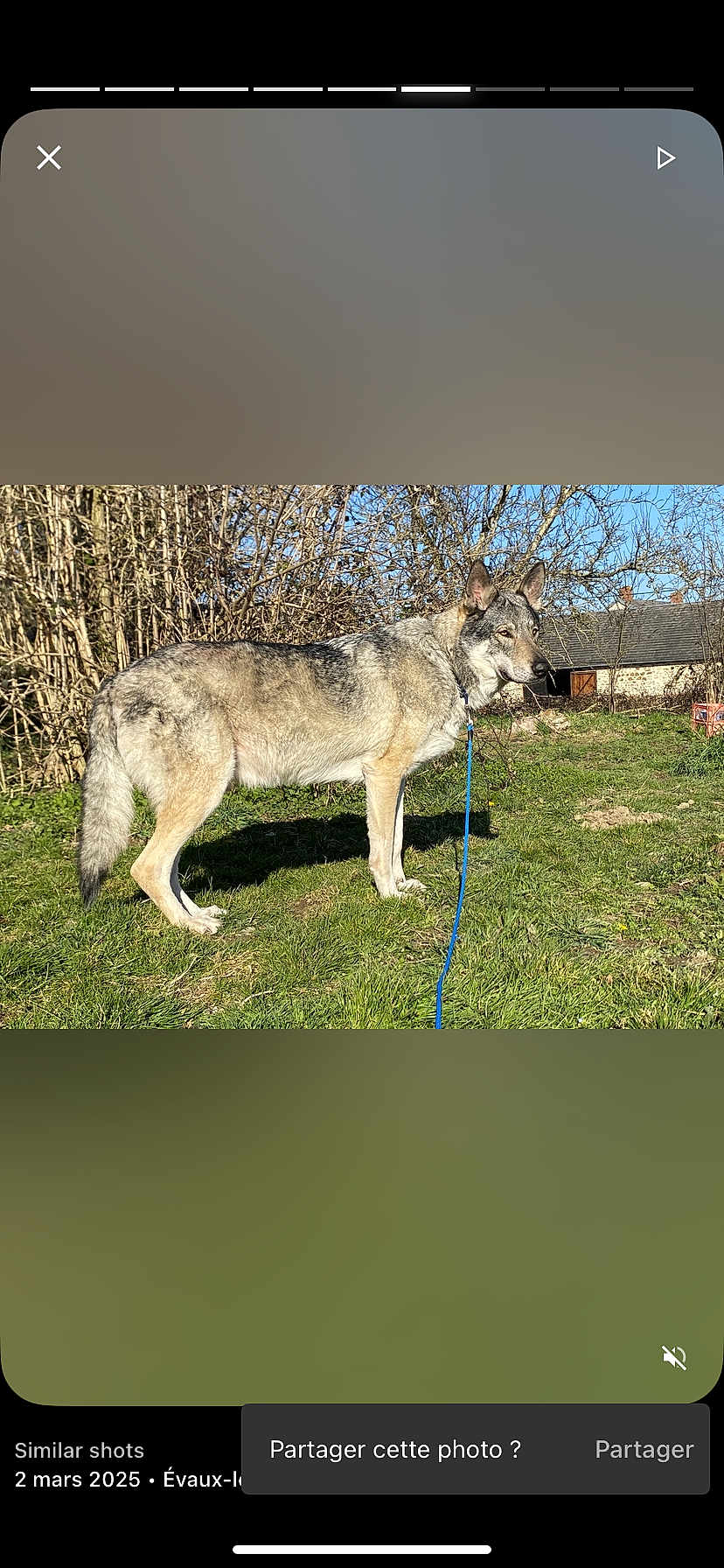 Yuma a rejoint le concours — aidez-le/la à gagner de superbes lots ! dog, canine, wolf_like, leash, grass, outdoor, nature, blue_sky, bushes, stone_building, rural, pet, animal, alert, standing, daylight, fur, ears, tail, collar