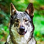 Yuma participe au concours pour gagner de l'argent avec cette photo : dog, canine, wolf_like, animal, portrait, forest, outdoor, nature, fur, ears, eyes, smile, wildlife, greenery, muzzle, close_up, alert, background_blur, expression, pet