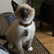 Oliver is registered to the contest to win money with this photo: animal, blue_eyes, cat, close_up, collar, couch, curious, cute, domestic_cat, feline, fur, indoor, kitten, patterned_fabric, paws, pet_tag, siamese, sitting, whiskers, young_cat