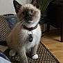 animal, blue_eyes, cat, close_up, collar, couch, curious, cute, domestic_cat, feline, fur, indoor, kitten, patterned_fabric, paws, pet_tag, siamese, sitting, whiskers, young_cat