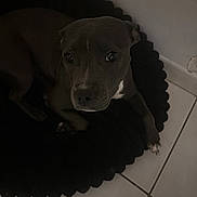 Akira participe au concours pour gagner de l'argent avec cette photo : dog, pet, indoor, floor, mat, tile, scalloped_mat, animal, looking_up, dark, low_light, curious, ears, paw, canine, quiet, resting, companion, shadow, closeup