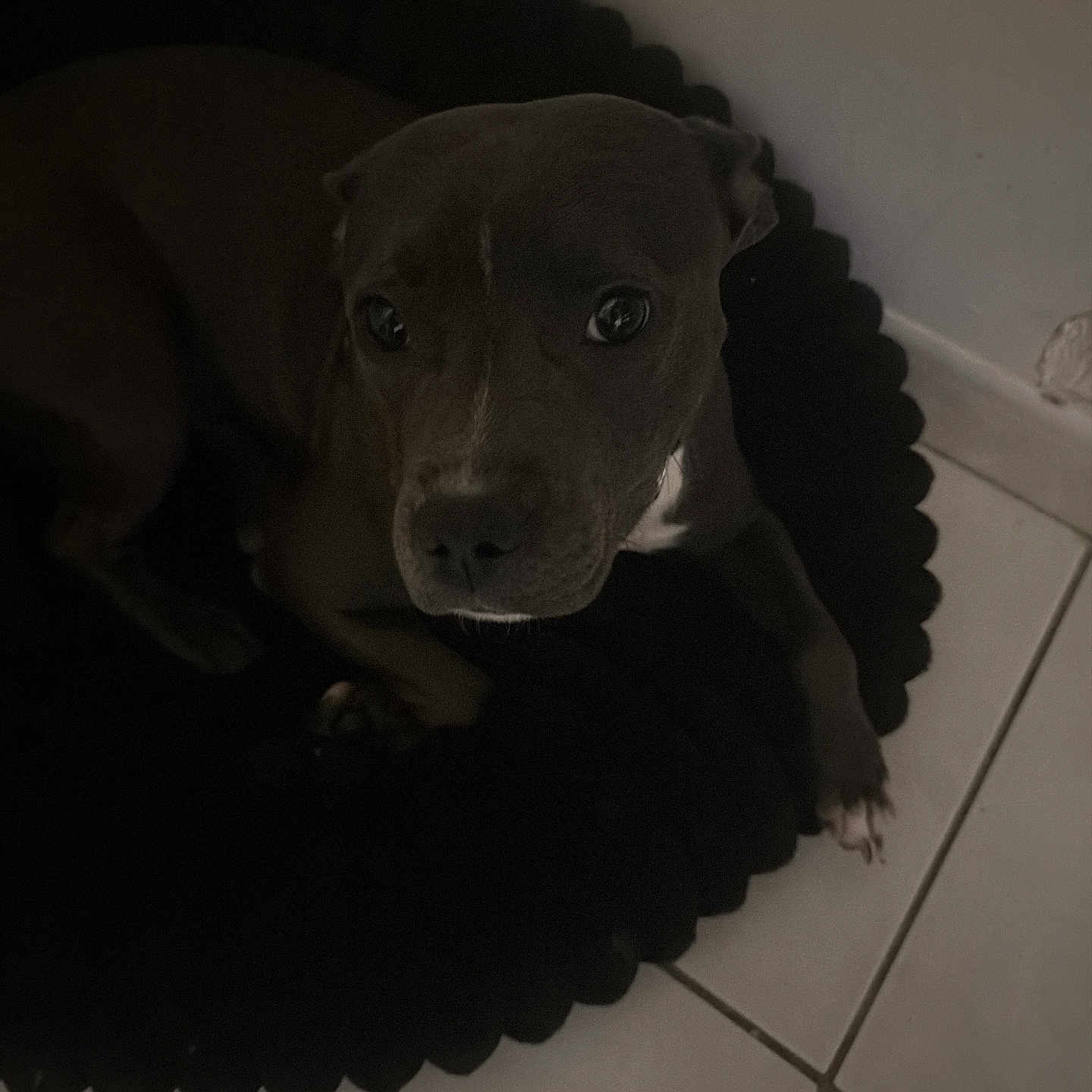 Akira participe au concours pour gagner de l'argent avec cette photo : dog, pet, indoor, floor, mat, tile, scalloped_mat, animal, looking_up, dark, low_light, curious, ears, paw, canine, quiet, resting, companion, shadow, closeup