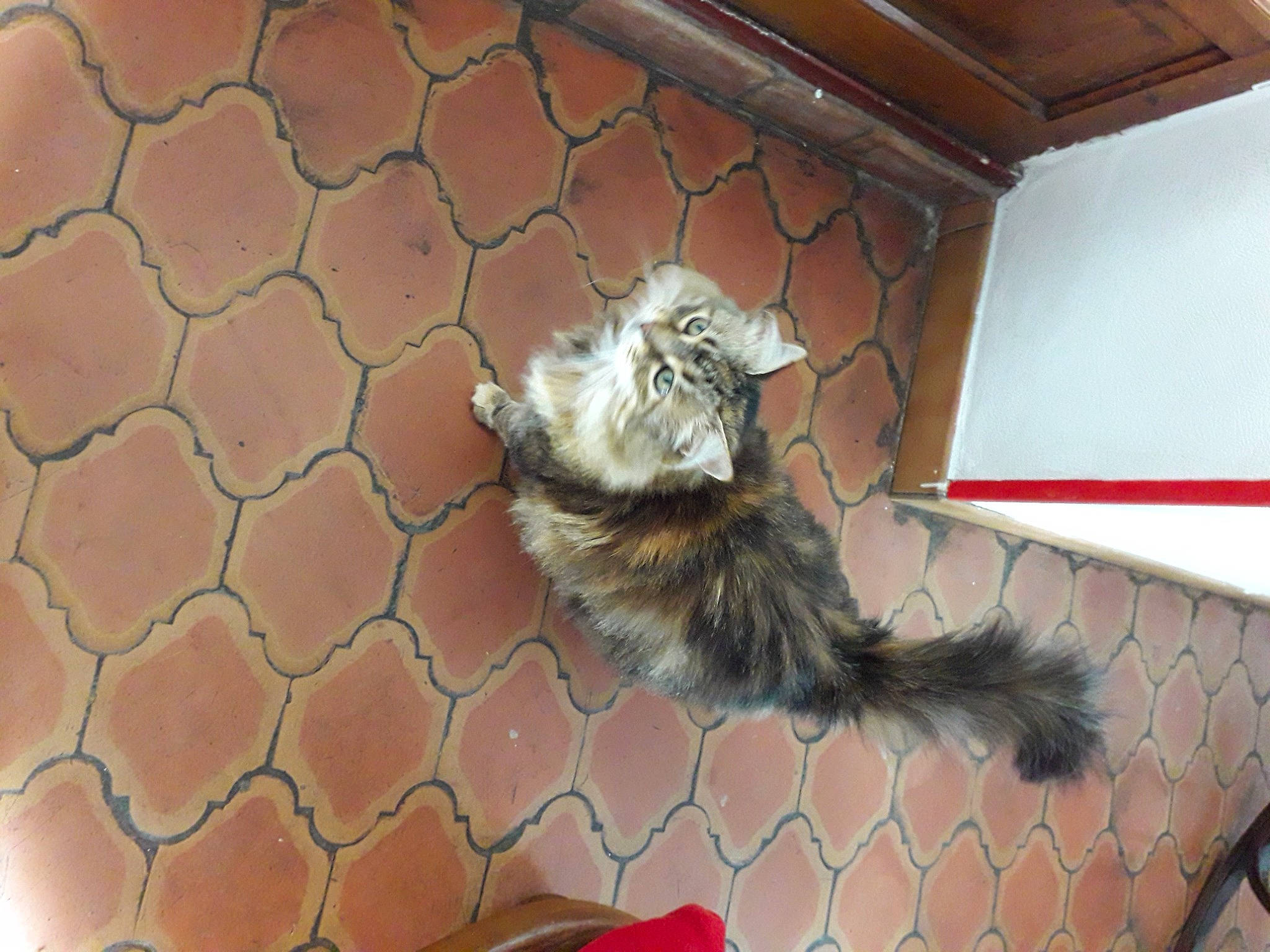 Laidy a rejoint le concours — aidez-le/la à gagner de superbes lots ! animal_shelter, art, carnivore, cat, domestic_short_haired_cat, fawn, felidae, fur, line, mammal, mesh, paw, pet_supply, small_to_medium_sized_cats, tail, terrestrial_animal, vertebrate, whiskers, wire_fencing, wood