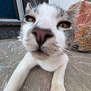 Elio joined the competition — help win amazing prizes! animal, cat, chalk, close_up, concrete, curious, daylight, door, eyes, front_paws, fur, gray_and_white, house, nose, outdoor, pet, rock, sidewalk, texture, whiskers
