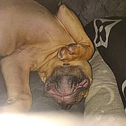 Chester joined the competition — help win amazing prizes! dog, pet, sleeping, paw, mouth, teeth, bed, blanket, fur, resting, cute, animal, domestic_animal, lying_down, relaxed, indoor, brown, snout, napping, cozy