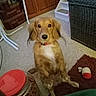 animal, brown, cabinet, canine, carpet, collar, container, curious, dog, floor, furniture, home, indoor, jar, pet, red, sitting, stairs, toy, white