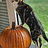cat, tabby_cat, pumpkin, window, green_grass, table, indoor, curious, standing, paw, orange, animal, feline, nature_outside, daylight, pet, looking_out, autumn, closeup, domestic_animal