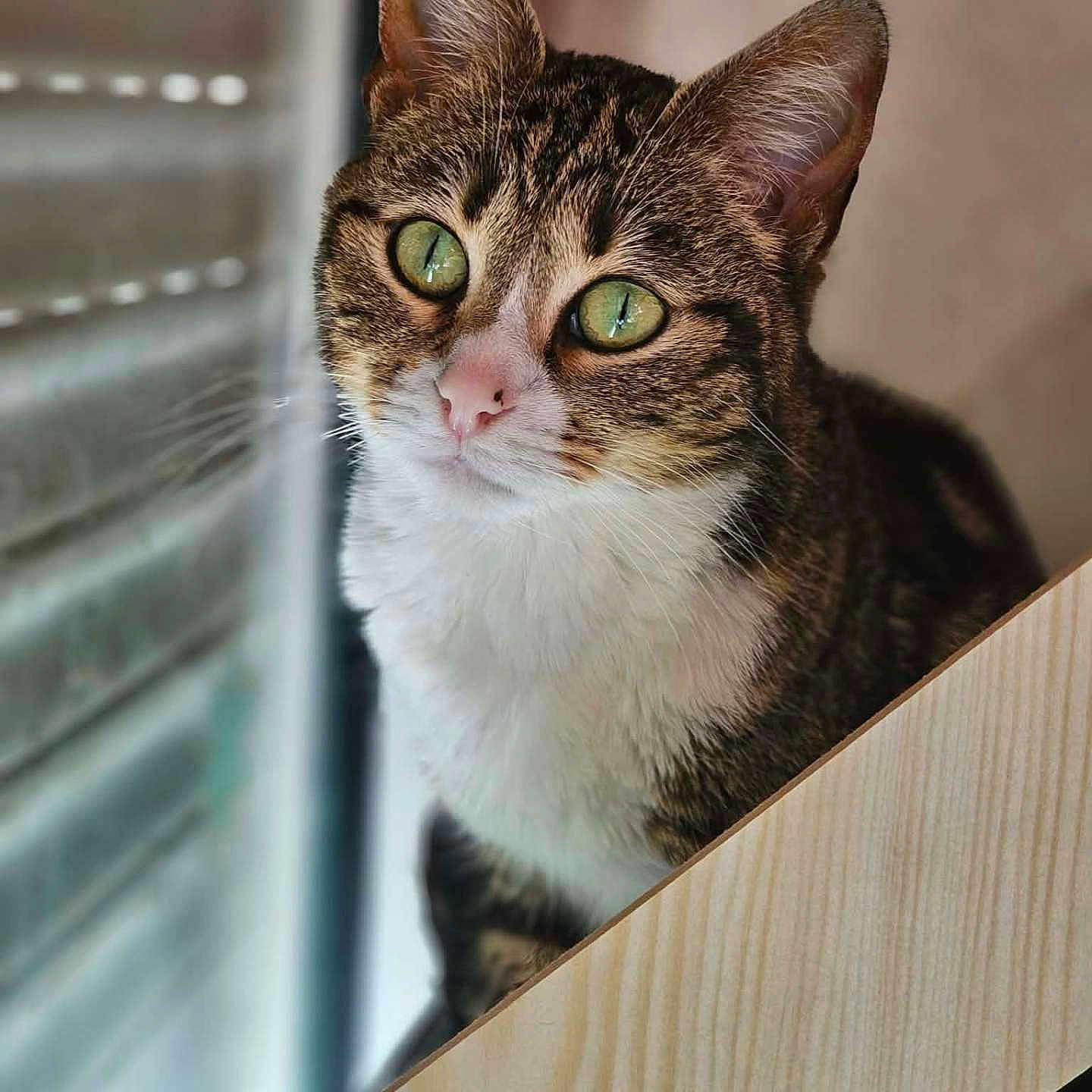 Ponpon participe au concours pour gagner de l'argent avec cette photo : cat, tabby, green_eyes, pet, animal, indoor, window, wood, feline, curious, portrait, closeup, whiskers, ears, face, fur, domestic_animal, natural_light, looking, soft_focus