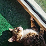 Ponpon participe au concours pour gagner de l'argent avec cette photo : cat, tabby_cat, sunlight, window, green_carpet, pet, feline, striped_fur, whiskers, relaxing, indoor, curious, closeup, animal, mammal, domestic_cat, lying_down, daylight, cozy, home