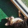 cat, tabby_cat, sunlight, window, green_carpet, pet, feline, striped_fur, whiskers, relaxing, indoor, curious, closeup, animal, mammal, domestic_cat, lying_down, daylight, cozy, home