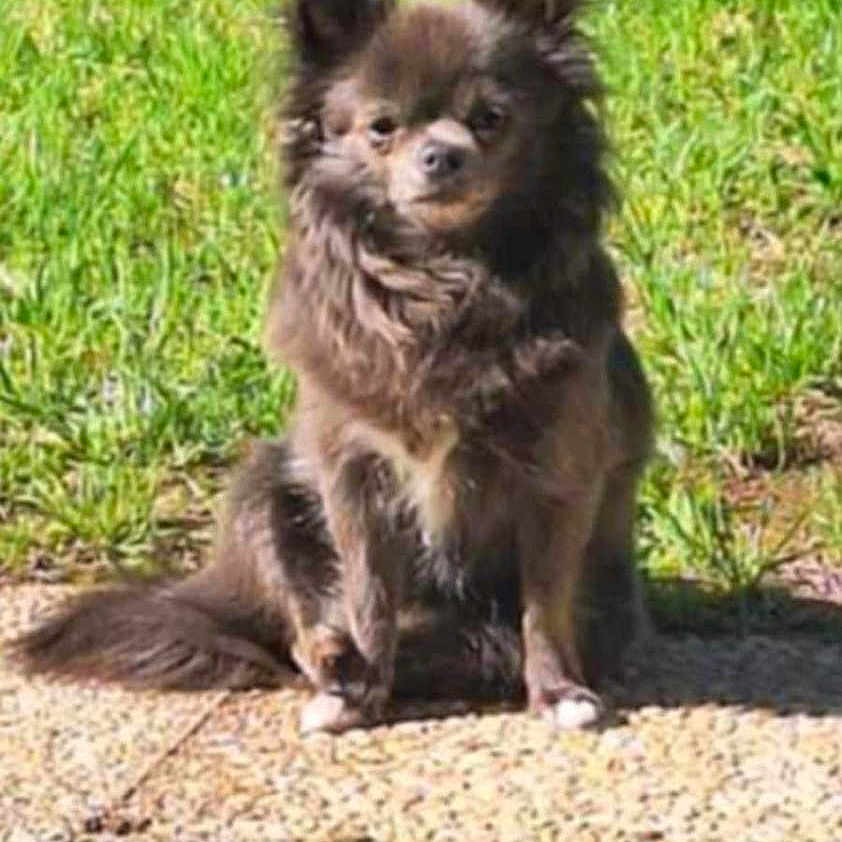 Dailhya a rejoint le concours — aidez-le/la à gagner de superbes lots ! accessories, animal, ball, canine, chihuahua, dog, eskimodog, fox, grass, kitfox, lawn, path, pet, plant, puppy, sidewalk, slate, strap, vegetation, walkway