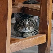 Akka a rejoint le concours — aidez-le/la à gagner de superbes lots ! cat, tabby, wooden_chair, floor, curious, alert, pet, animal, indoor, feline, whiskers, paws, eyes, fur, resting, hidden, home, quiet, cute, playful
