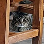 cat, tabby, wooden_chair, floor, curious, alert, pet, animal, indoor, feline, whiskers, paws, eyes, fur, resting, hidden, home, quiet, cute, playful
