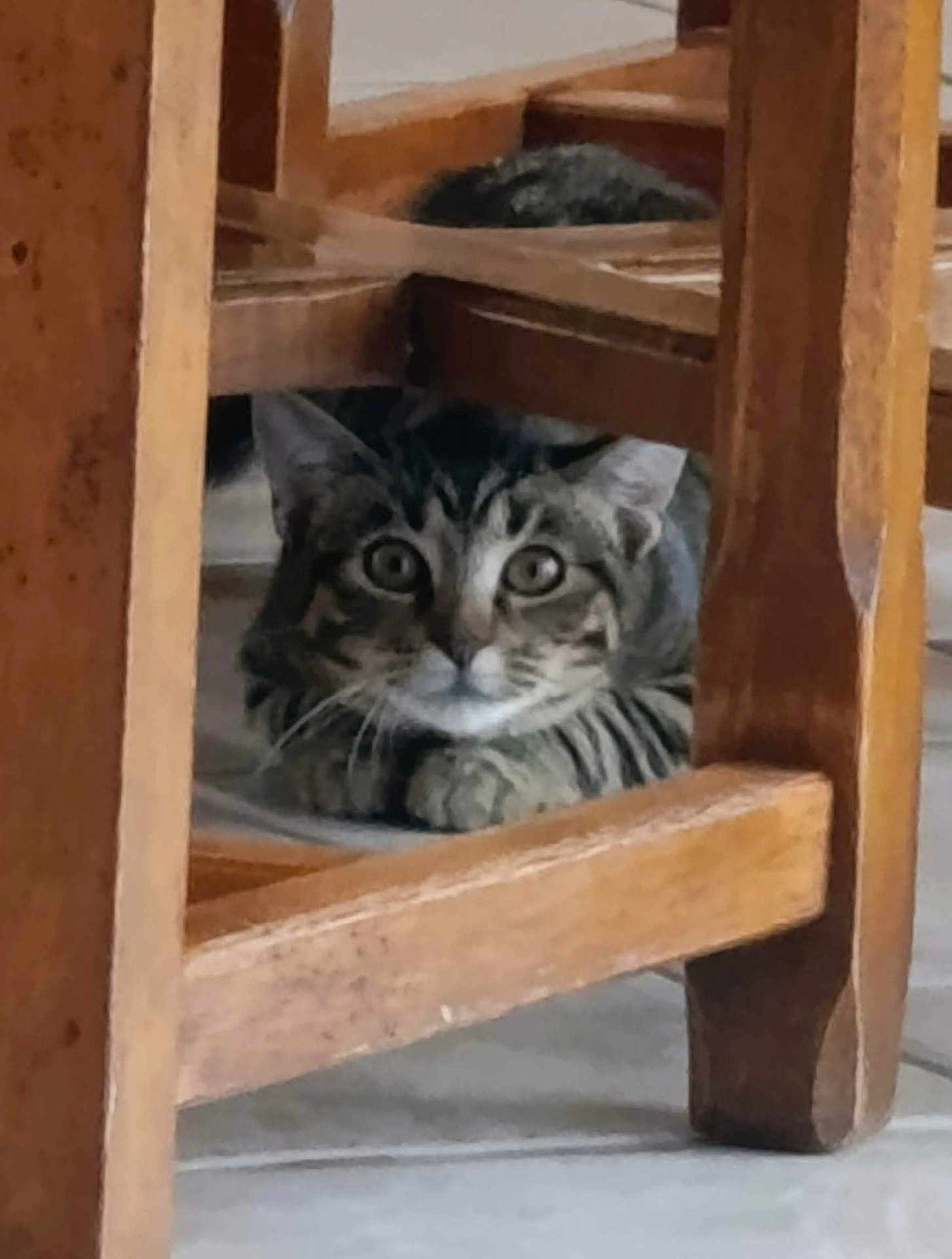 Akka a rejoint le concours — aidez-le/la à gagner de superbes lots ! cat, tabby, wooden_chair, floor, curious, alert, pet, animal, indoor, feline, whiskers, paws, eyes, fur, resting, hidden, home, quiet, cute, playful