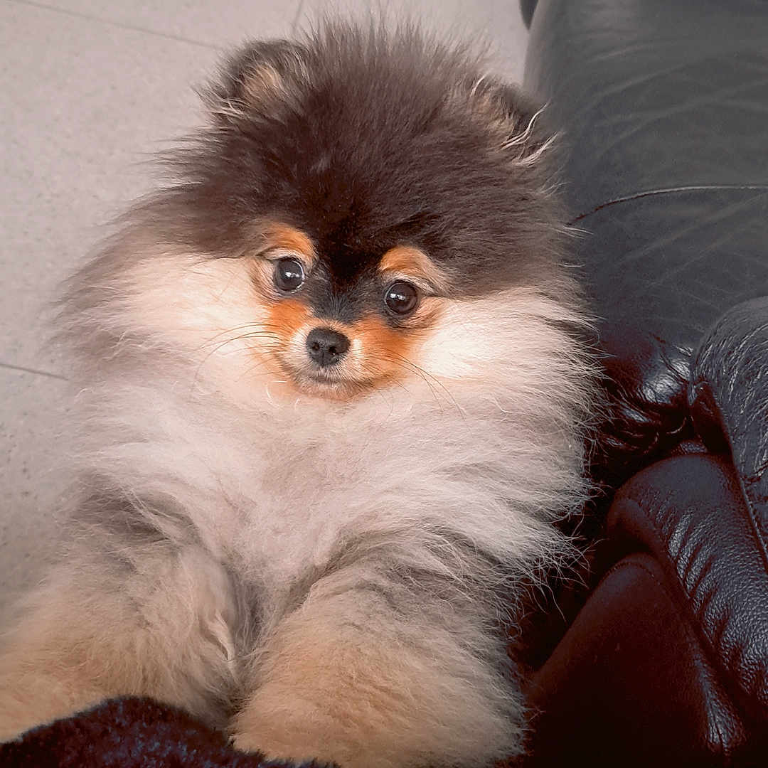 Hermes participe au concours pour gagner de l'argent avec cette photo : adorable, animal, closeup, companion, curious, cute, dog, domestic, eyes, face, floor, fluffy, fur, indoor, leather_couch, pet, pomeranian, puppy, sitting, small_dog