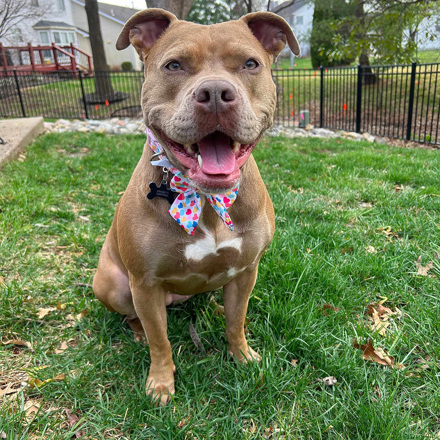 Lola joined the competition — help win amazing prizes! animal, architecture, backyard, building, bulldog, canine, dog, fence, grass, lawn, nature, outdoors, park, pet, pitbull, plant, shelter, tree, vegetation, yard