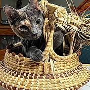 Dove joined the competition — help win amazing prizes! animal, basket, cat, closeup, cozy, curious, cute, decor, eyes, fur, home, indoor, natural_light, pattern, paws, pet, table, texture, whiskers, woven