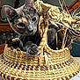 animal, basket, cat, closeup, cozy, curious, cute, decor, eyes, fur, home, indoor, natural_light, pattern, paws, pet, table, texture, whiskers, woven
