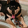 dog, pet, animal, tongue_out, rope_toy, chewed_toy, black_and_tan, fur, indoor, floor, playful, paws, ears, close_up, canine, laying_down, happy, cute, domestic_animal, companion