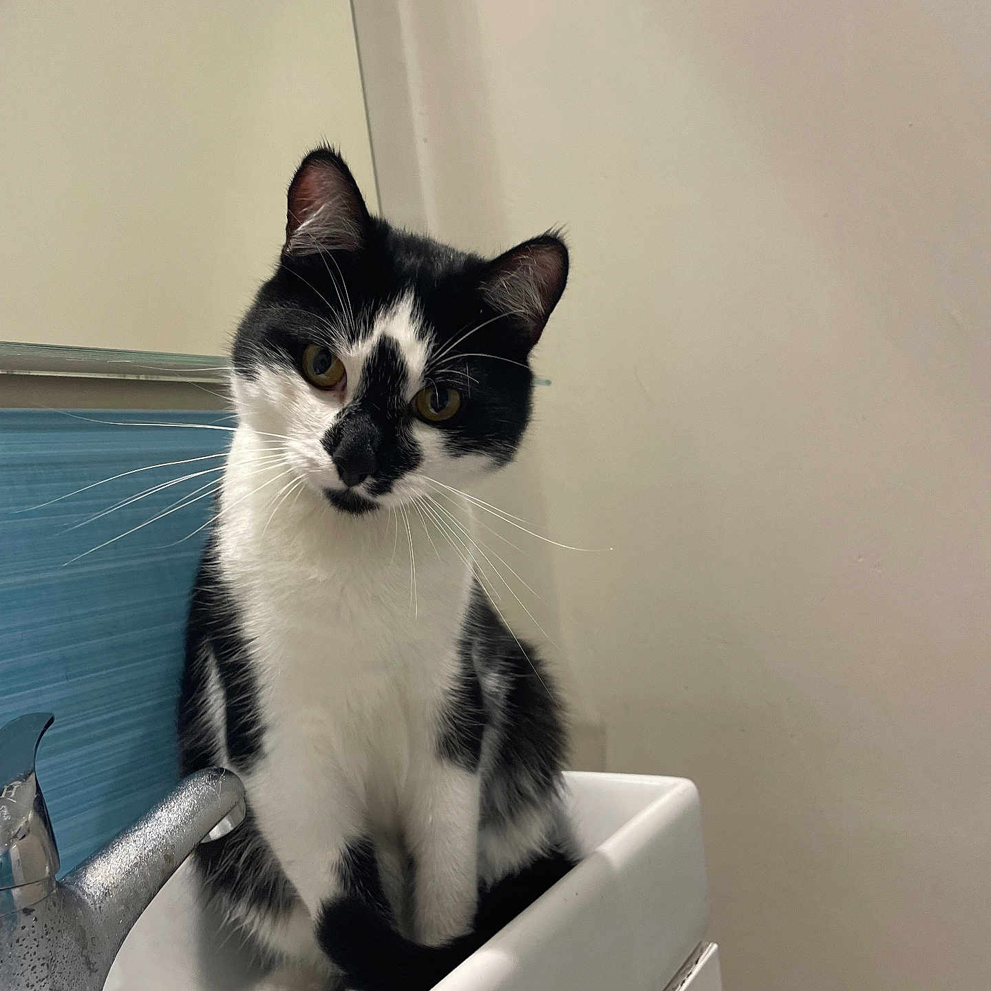 Max joined the competition — help win amazing prizes! abyssinian, animal, architecture, bathing, bathtub, cat, device, fountain, hammer, kitten, manx, person, pet, siamese, sink, sinkfaucet, tap, tool, tub, water