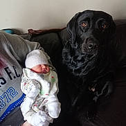 Skye is registered to the contest to win money with this photo: baby, newborn, infant, dog, black_dog, labrador, couch, indoor, person, sweatshirt, knitted_hat, sleeping, cozy, home, resting, pet, companion, family, arm, blanket