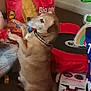 dog, brown_dog, sitting, indoor, gifts, wrapped_presents, bags, floor, collar, curious, pet, animal, household, carpet, colorful, christmas_wrapping, box, toy, background, side_view