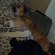 Lucky is registered to the contest to win money with this photo: dog, animal, pet, leopard_print, clothing, hand, person, indoor, furniture, chair, brown_dog, black_dog, collar, resting, snuggling, cozy, relaxed, lap, casual, dim_lighting