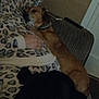 dog, animal, pet, leopard_print, clothing, hand, person, indoor, furniture, chair, brown_dog, black_dog, collar, resting, snuggling, cozy, relaxed, lap, casual, dim_lighting