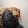 Bonnie is registered to the contest to win money with this photo: dog, sleeping, couch, leather, fur, indoor, relaxed, pet, animal, cozy, resting, brown, wall, comfort, side_view, domestic_animal, cute, fluffy, head, ears