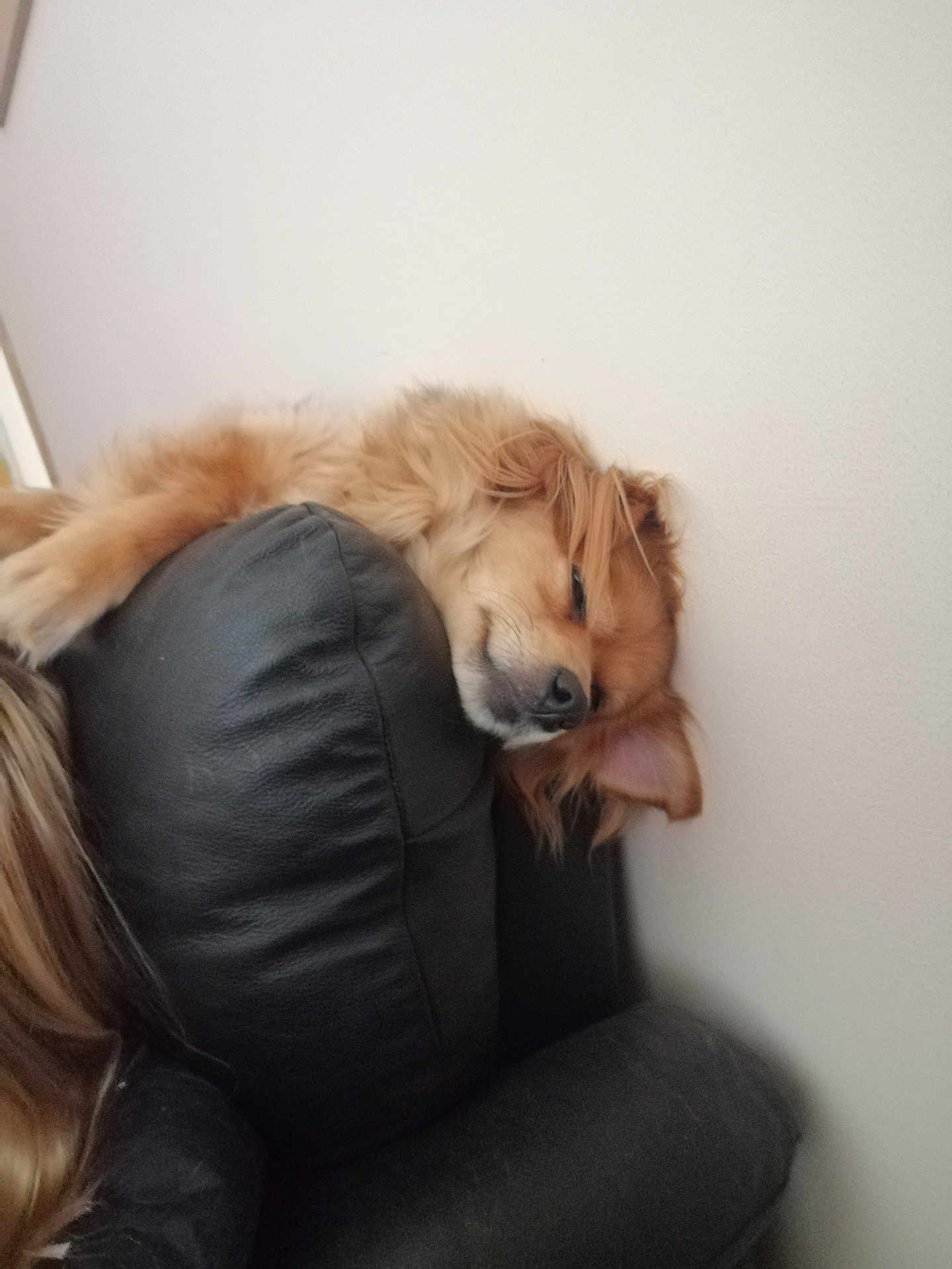 Bonnie is registered to the contest to win money with this photo: dog, sleeping, couch, leather, fur, indoor, relaxed, pet, animal, cozy, resting, brown, wall, comfort, side_view, domestic_animal, cute, fluffy, head, ears