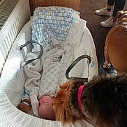 Bonnie joined the competition — help win amazing prizes! baby, bassinet, blanket, brown_dog, carpet, clothing, dog, floor, furniture, indoor, legs, person, pillow, pink_collar, sleeping, soft_toy, white_blanket, wooden_furniture, white_bassinet, shoes