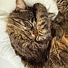 Onyx participe au concours pour gagner de l'argent avec cette photo : adorable, animal, cat, close_up, cozy, curled_up, cute, domestic_cat, feline, fur, indoor, mammal, paw, pet, relaxed, resting, sleeping, soft, tabby, whiskers