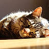 Onyx participe au concours pour gagner de l'argent avec cette photo : animal, cat, close_up, domestic_cat, ears, fur, indoor, lying_down, mammal, peaceful, pet, quiet, relaxed, resting, sleepy, sunlight, tabby_cat, whiskers, wooden_floor, yellow_eyes