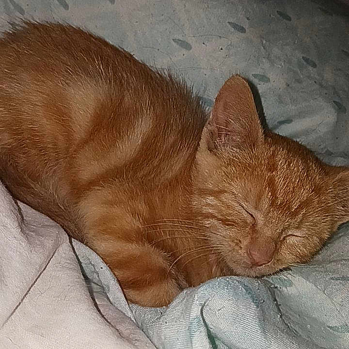 Bella a rejoint le concours — aidez-le/la à gagner de superbes lots ! animal, blanket, cat, cozy, cute, domestic_cat, fur, fur_texture, indoor, kitten, nap, orange_tabby, peaceful, pet, resting, sleeping, small, soft, whiskers, young