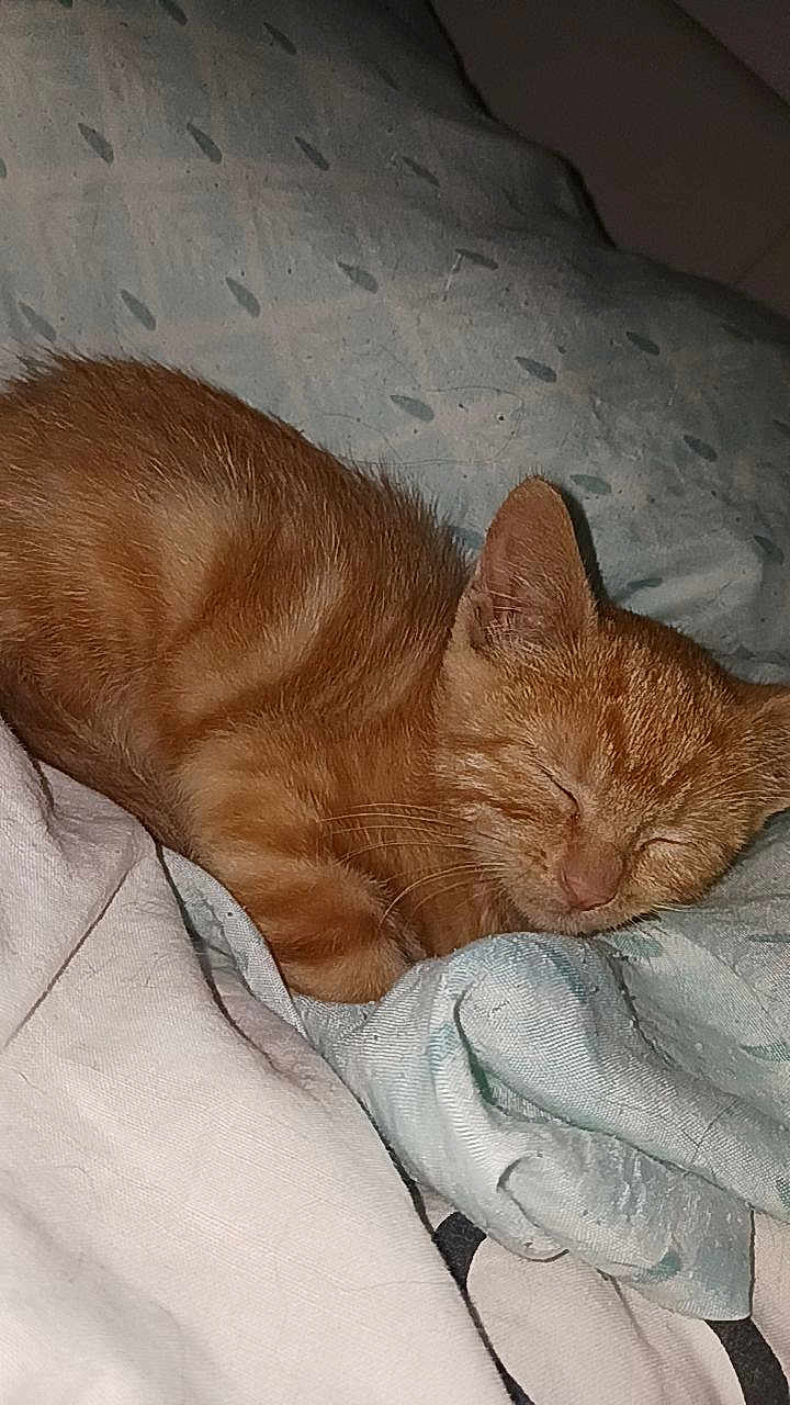 Bella a rejoint le concours — aidez-le/la à gagner de superbes lots ! kitten, cat, sleeping, orange_tabby, fur, pet, animal, cozy, blanket, soft, resting, cute, domestic_cat, whiskers, indoor, fur_texture, nap, small, peaceful, young