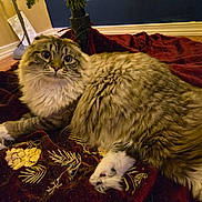 Sapphire joined the competition — help win amazing prizes! animal, blanket, cat, cozy, curious, decor, embroidery, feline, floor, fluffy, fur, houseplant, indoor, paws, pet, relaxed, resting, whiskers, wide_eyes, wooden_floor