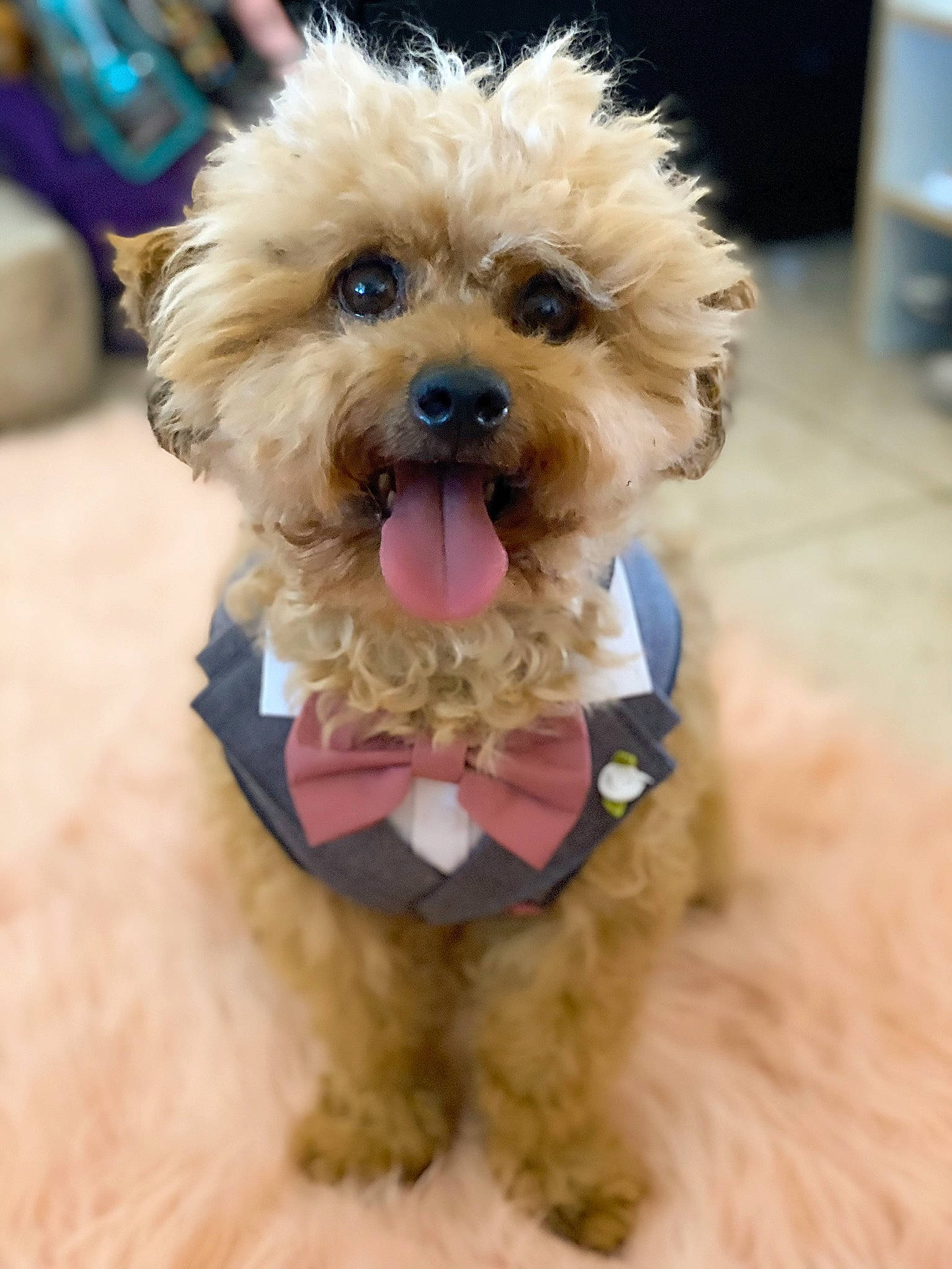 Max is registered to the contest to win money with this photo: bolonka, canidae, carnivore, companion_dog, dog, dog_breed, dog_clothes, maltepoo, mammal, miniature_poodle, morkie, poodle, poodle_crossbreed, puppy, schnoodle, snout, terrier, toy_poodle, vertebrate, yorkipoo
